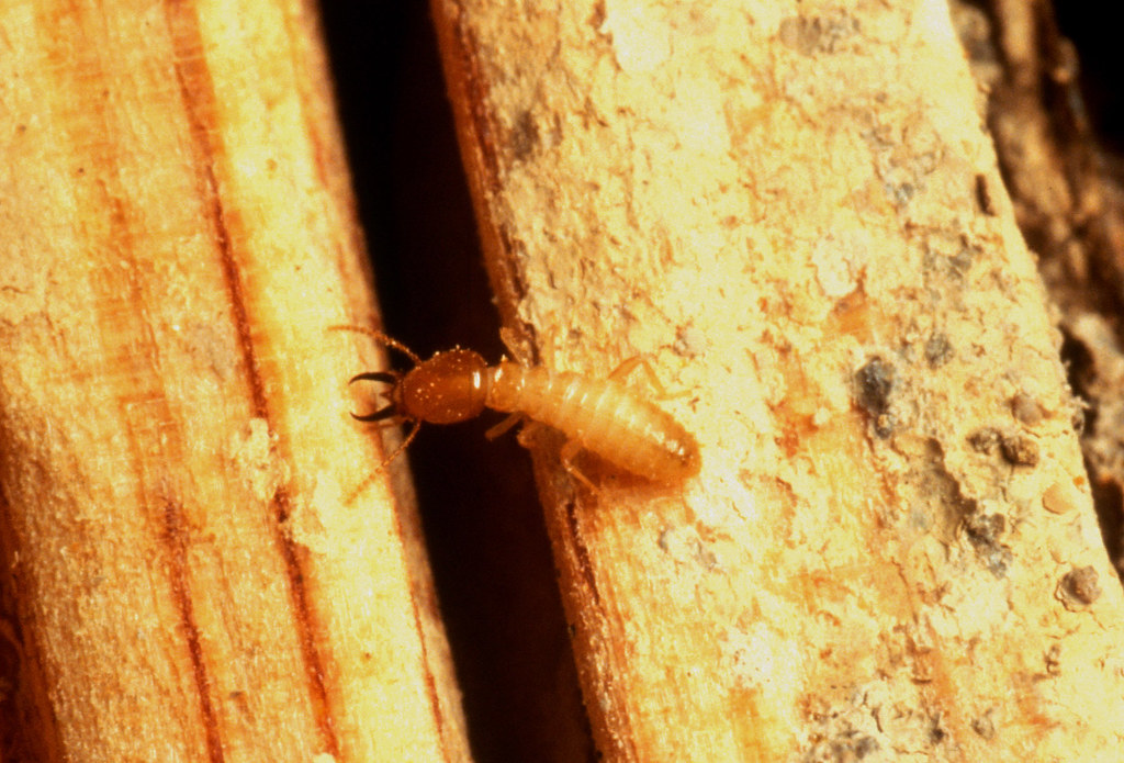 Subterranean-Termite-Ohio