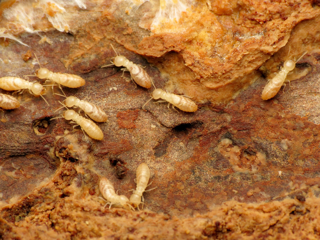 Termites