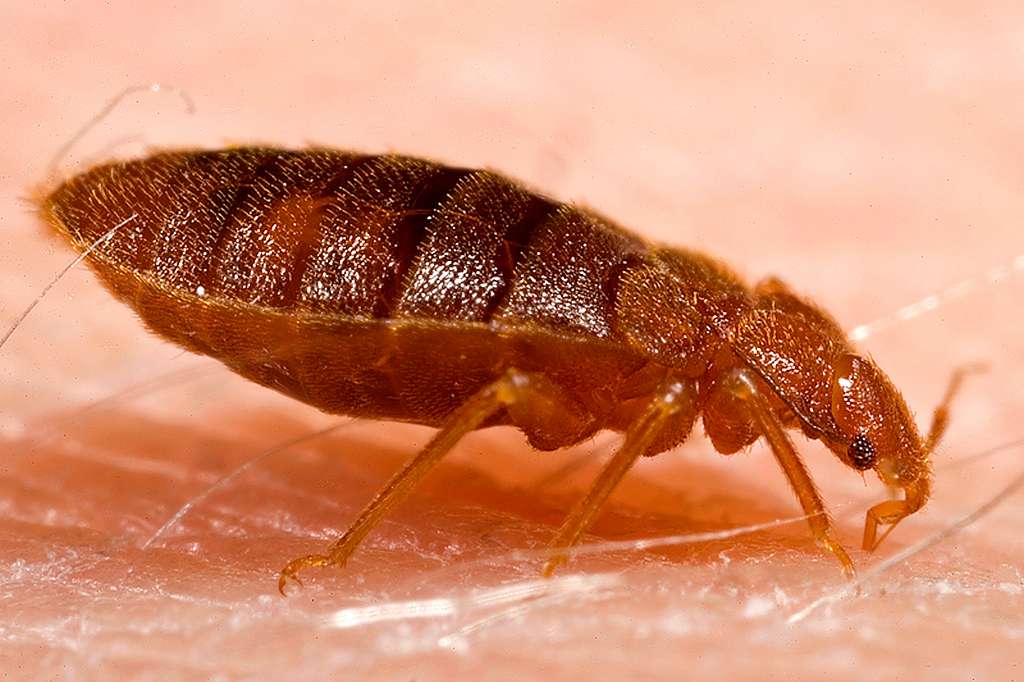 Incrediblepest bed bugs extermination arlington va