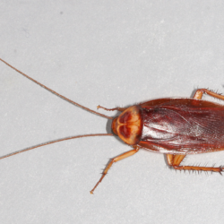 american-cockroach-ohio