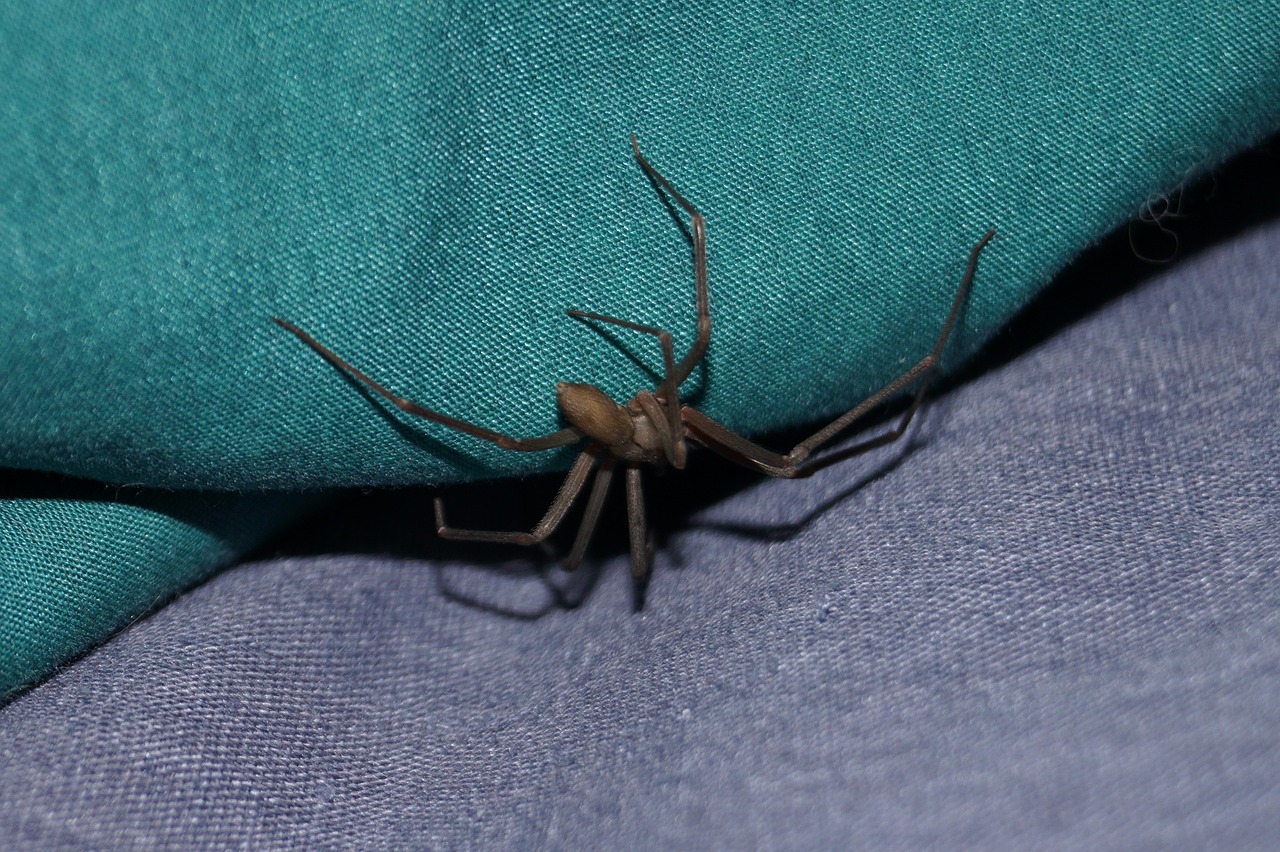 brown-recluse-spider-ohio
