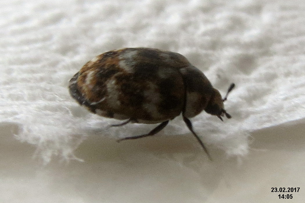 carpet-beetle-ohio