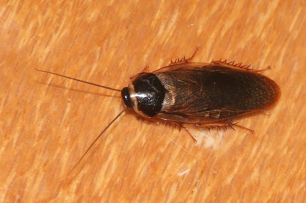 cockroaches-ohio