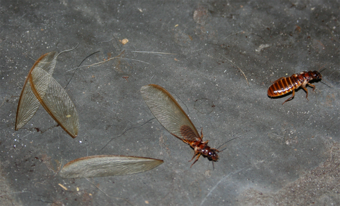 drywood-termite-ohio