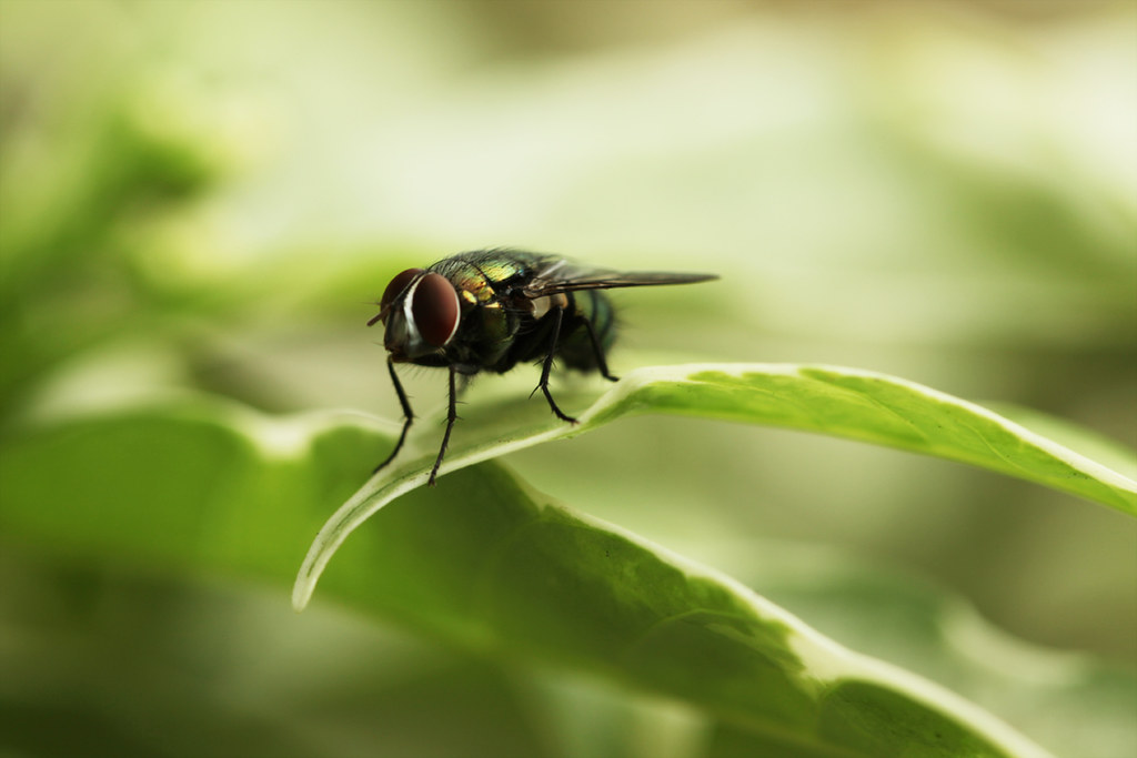 house-fly-cleveland-ohio