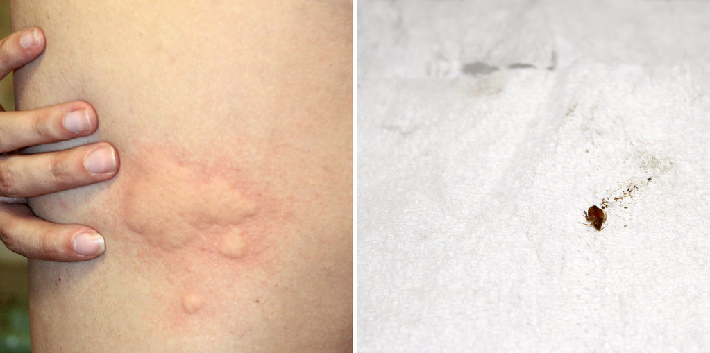 mattress signs early bed bug stains on sheets
