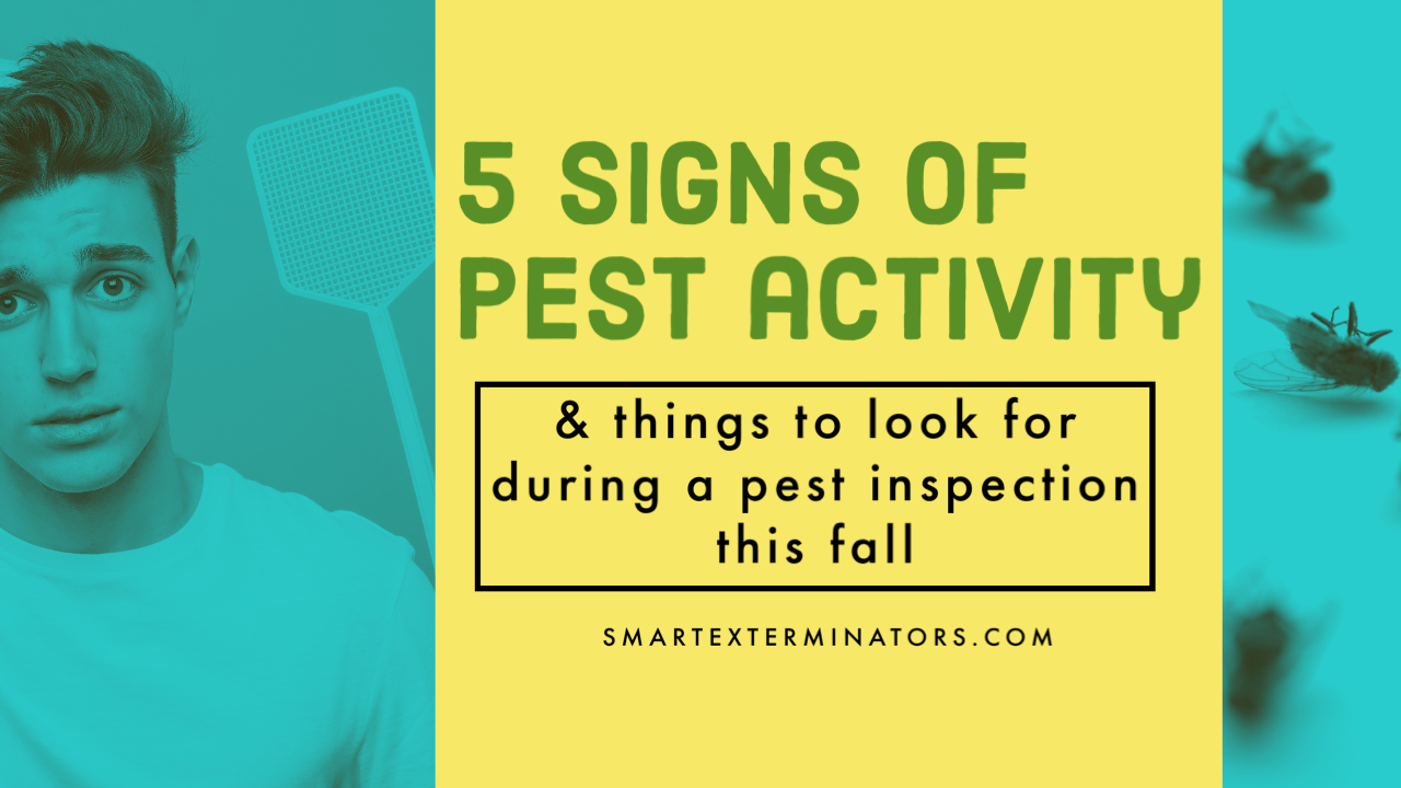 5 tips for doing your own pest inspection this fall