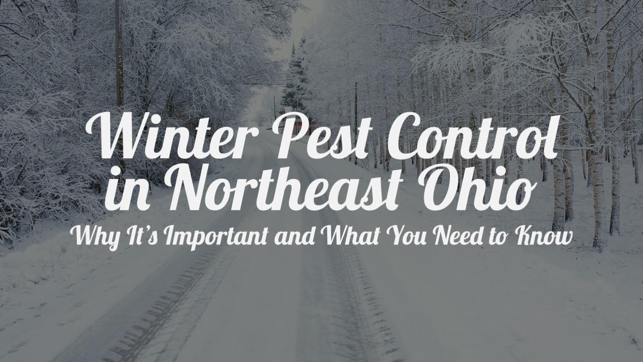 Winter Pest Control in Northeast Ohio