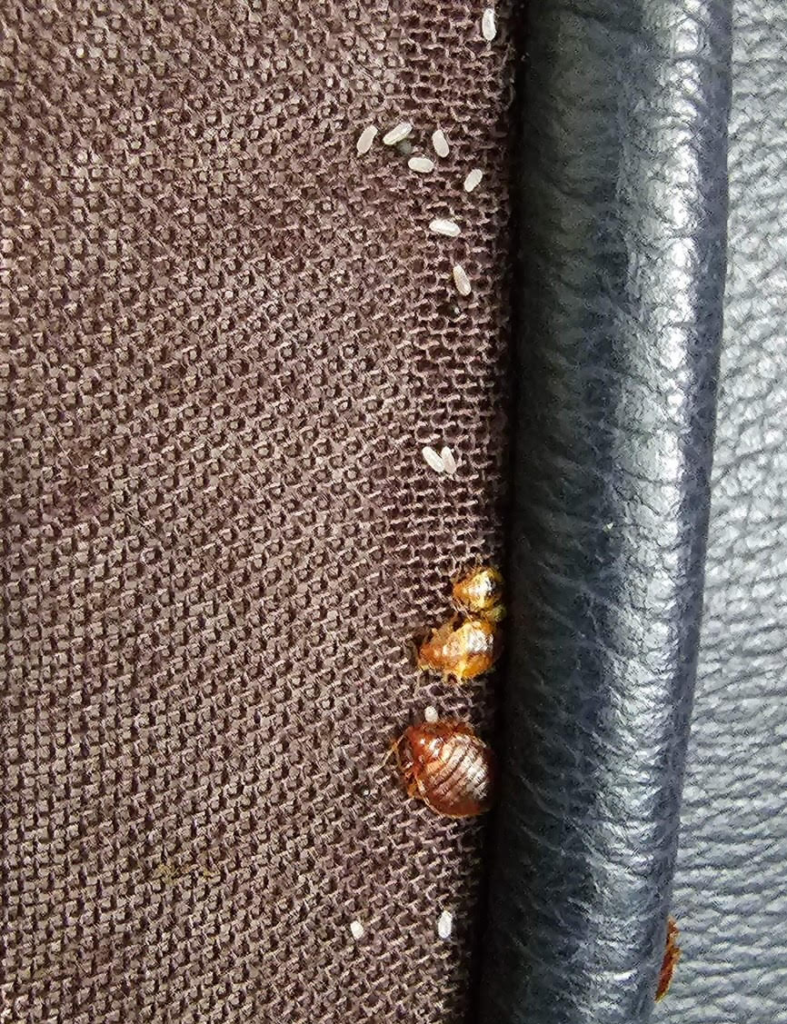 bed-bugs-on-couch